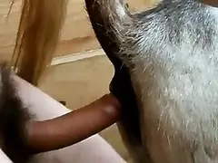Free Animal Porn tube
