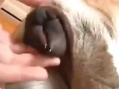 Free Animal Sex Porn Tube
