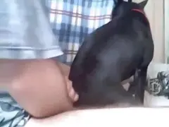 Doggy animal porn