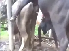 Horse animal sex