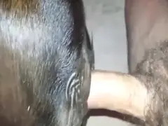 Sex With Aanimals Videos