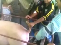 Sucking animal sex