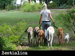 Animal Porn