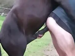 Dog porn and animal sex
