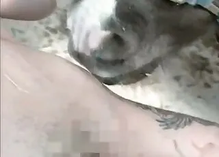 Shameless Farm Animal Tastes Zoophile in HD