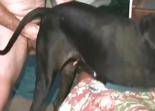 Dark Dog Gets Hard Anal Sex From Zoophile
