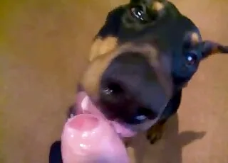 Frustrated puppy licking huge stiff cock in close up