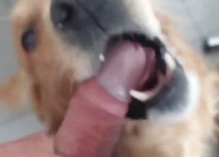 POV Messy Doggo Zoo Sex Scene HD animal sex Tube Clip
