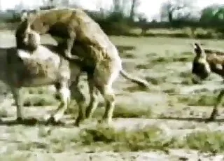 Sexy beasts enjoy natural sex in the wild