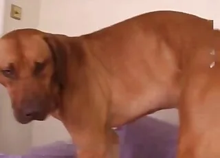 HD Zoo Sex Clip Featuring a Slim Beast Dog