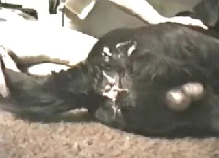 Domination Dog Sex: Awesome animal sex Movie HD
