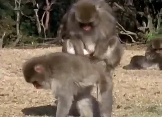 Two apes fucking in outdoor zoo sex video