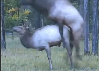 Two Sexy Animals Having Outdoor Sex in HD