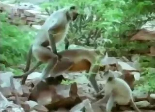 Outdoor Zoo Sex Scene With Sexy Apes animal sex HD