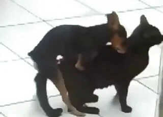 Small cute doggy fucks a cat on camera in HD