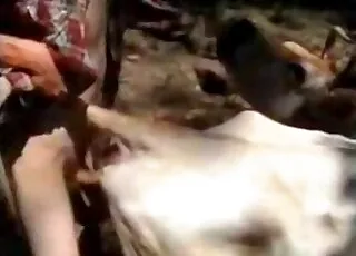 Sexy Cow Gets Fucked by Farmer in Doggy Style