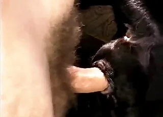 Hairy Man Fucks Happy Sexy Dog in Zoo Sex HD Clip animal sex Porn Tube