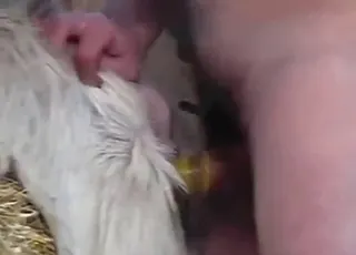 Dominant Goat Fucker Roughly Breeds a Pussy Goat