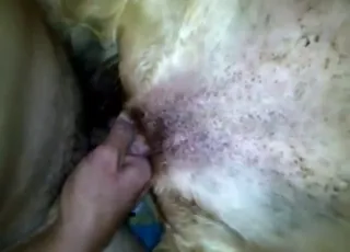 Pet Dog Gaping Wet Hole While Dude Fucks Her