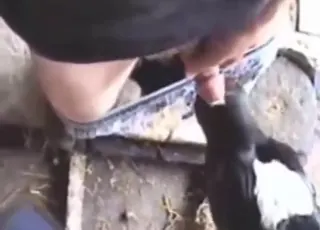 Young Cows Get Oral Sex From Dude In Wild Barn
