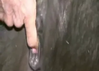 Hairy Farmer Fucks Black Mare in Stable HD Zoo Sex Clip