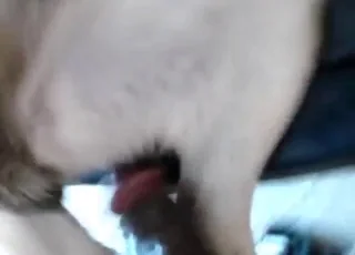 Black Stallion Fucks Mare in Intense Zoo XXX Scene