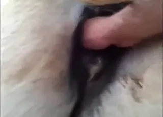 Horse Fisting Cumshot Scene: Detailed animal sex Clip with Horse