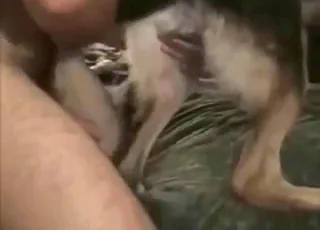 Dominating Zoophile Gaping German Shepherd Sex Clip