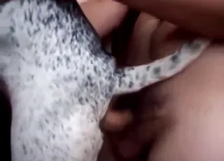 Dalmatian Dog Gets Hard Anal Sex From Behind By Man
