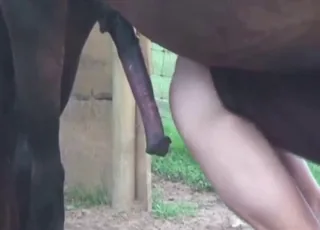 Real Zoophile Achievement Horse Gape Sex Zoo Tube HD Clip