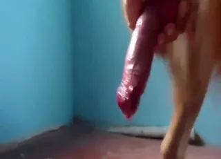 Zoophile Pleasures Her Dog Cock in HD Zoo Sex animal sex Porn