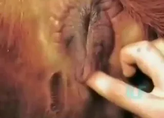 Fisting Hot Bitch Mare for First Time in HD Zoo Sex Clip
