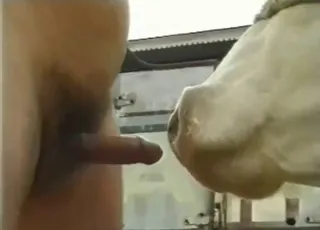 Hardcore Zoo Sex: Beastie Bull Fucks Cow in Pasture