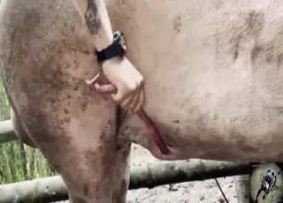 Alison and Triana Get Fucked by Pigs in Kinky Zoo Sex Blowjob