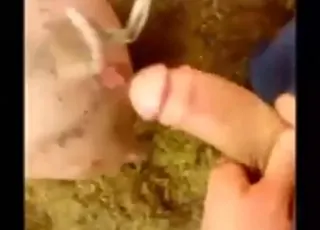 Zoophile Guy Fucks a Sexy Pig from Behind in HD