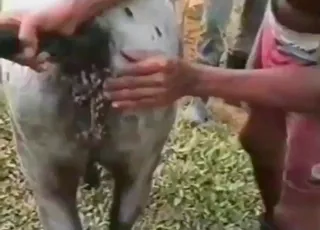 Deranged Man Has Intense Hardcore Sex With A Pony