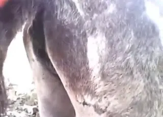 Loving Donkey Enjoys a Gentle Sex Session