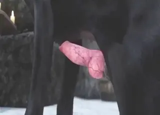 Teenage Witch Gets Fucked By Horny Dog animal sex Zoo Tube HD Clip