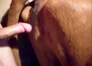 Relentless dude gapes a sweet cow in this hot zoo sex clip