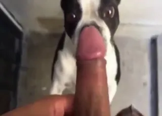 POV Dog Sex Scene Caressing Cunt in Heat