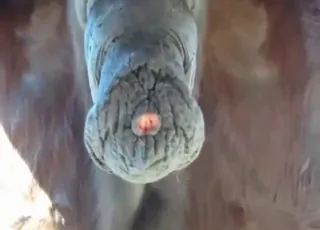 Horse cock close-up in taboo zoo sex vid