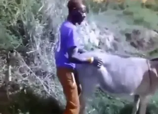 Horny Dude Fucks Donkey s Cunt in HD Zoo Sex, Animal Porn, Zoofilia HD Clips