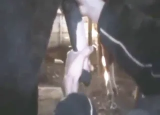 Stallion fucking zoophile girl in the stable