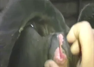 Good-looking Cow Gets Fingered in HD animal sex Zoo Tube HD Clips