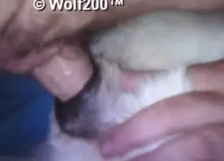 Hot Zoo Porn Dog Gets Deeply Gaped in HD