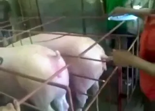 Viral Pig Insemination Movie With Lots of Twists Zoo Sex HD