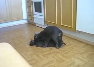 Titanic Cat Cock Slides Deep Into Pussy During Mating
