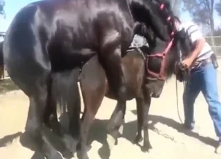 Hot Stallion Mating With Mare In Field HD Zoo Sex Clip