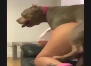 Obedient Brunette Dog Whore Gets Railed in Zoo Sex HD animal sex Tube