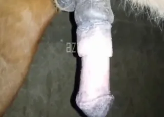 Obsessed Guy Sucking Horse Dick in HD animal sex Zoo Tube Clips
